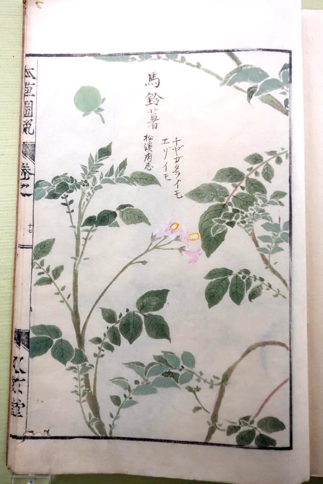 Albums of Plants 3-2, Grasses, by Iwasaki Kan'en (1786-1842), view 2 - Tokyo National Museum - DSC05477