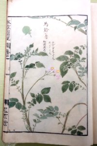 Albums of Plants 3-2, Grasses, by Iwasaki Kan'en (1786-1842), view 2 - Tokyo National Museum - DSC05477
