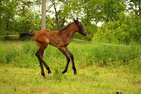 Brown mold thoroughbred arabian pasture