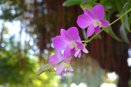 Flowers thai orchid flowers nature