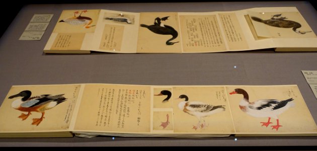 Album of Birds, Waterbirds 1 and 2, compiled by Hotta Masa'atsu, Edo period, 1700s-1800s, color on paper - Tokyo National Museum - Ueno Park, Tokyo, Japan - DSC09027