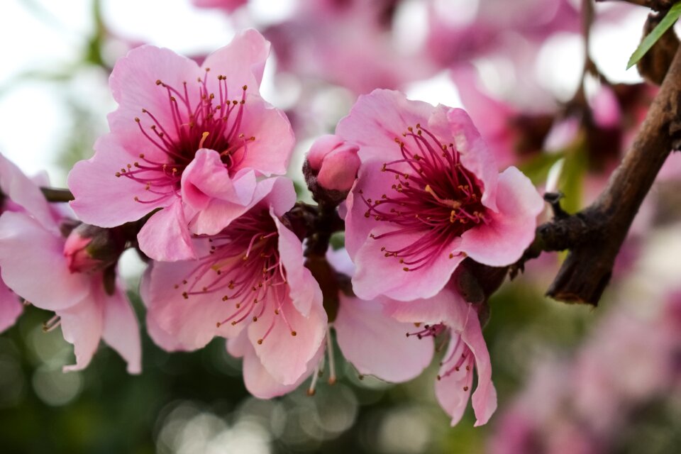 Tree pink flowers nature