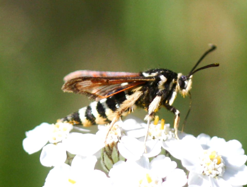 Albuna pyramidalis 20442796