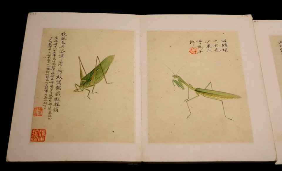 Album pages, China, 1800-1900 - Museu Nacional de Machado de Castro - Coimbra, Portugal - DSC00301
