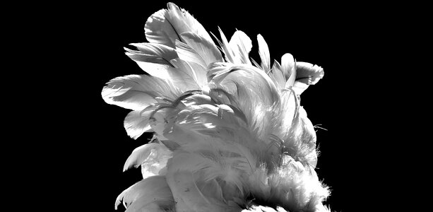 White animal animal world