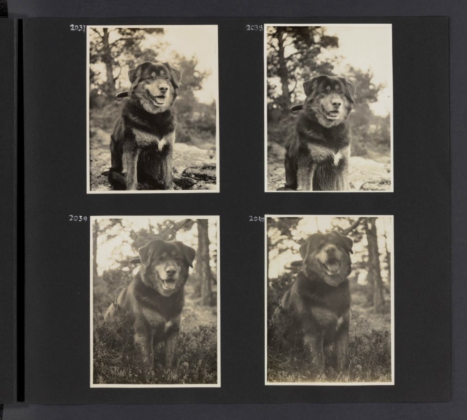 Albumblad met vier fotos van de hond Patiala, Bestanddeelnr 31 21