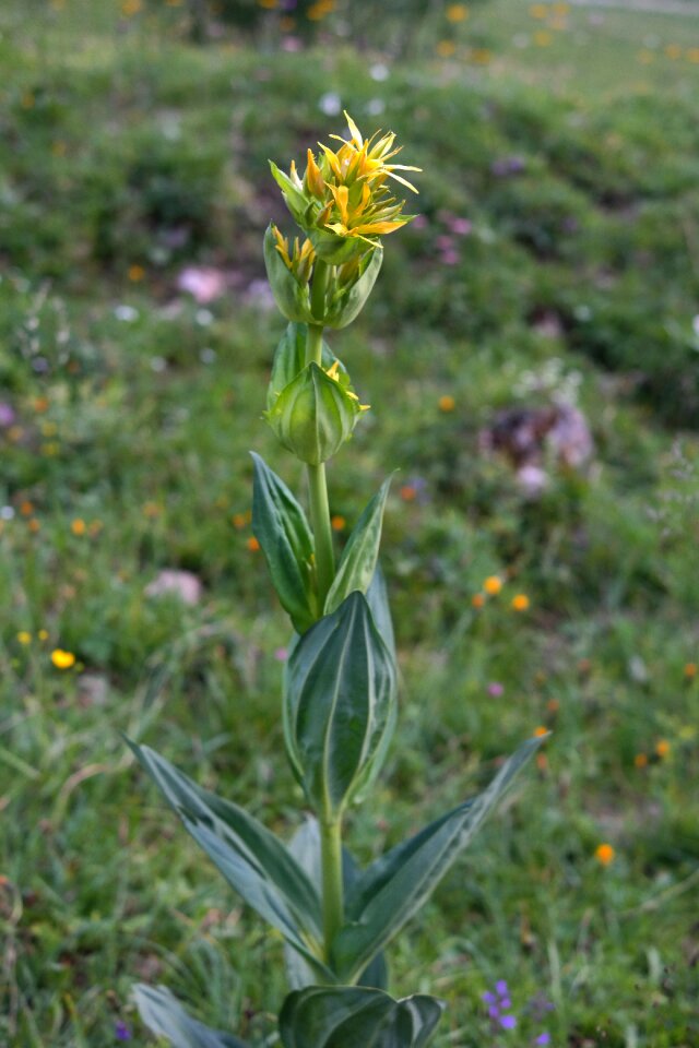Flower yellow alpine flower photo