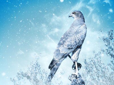 Raptor animal art