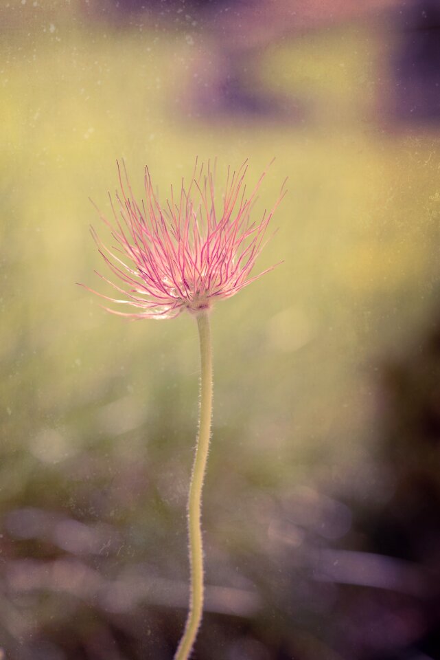 Plant spring flower blossom