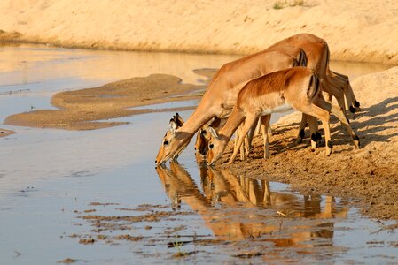 Africa wildlife animal