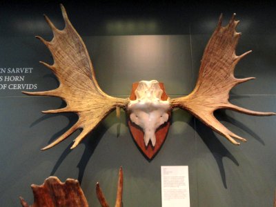 Alces alces antlers - Finnish Museum of Natural History - DSC04524