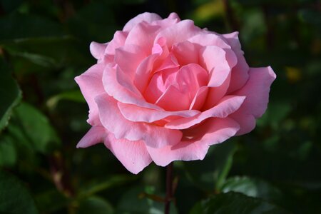 Nature flower blossomed