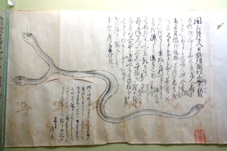 Album of Rare Animals 1, Edo period, 18th century, color on paper - Tokyo National Museum - DSC05504