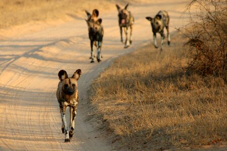 Safari wilderness south photo