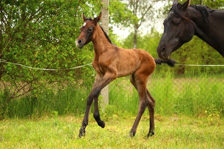 Suckling gallop thoroughbred arabian photo