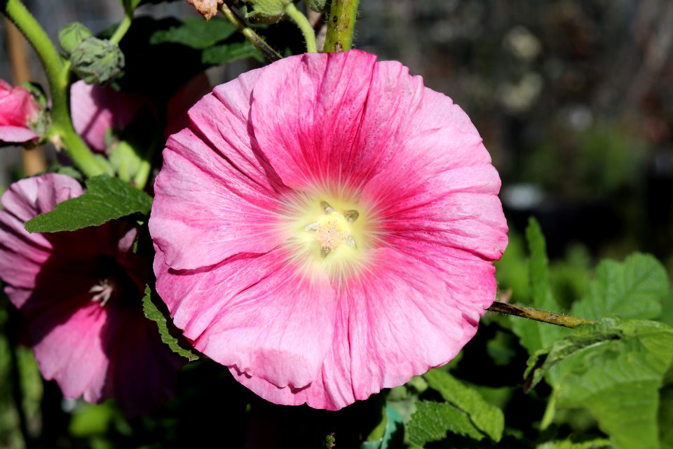 Alcea rosea IMG 0002