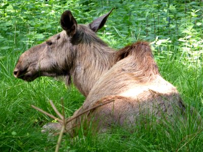 Alces-alces-3