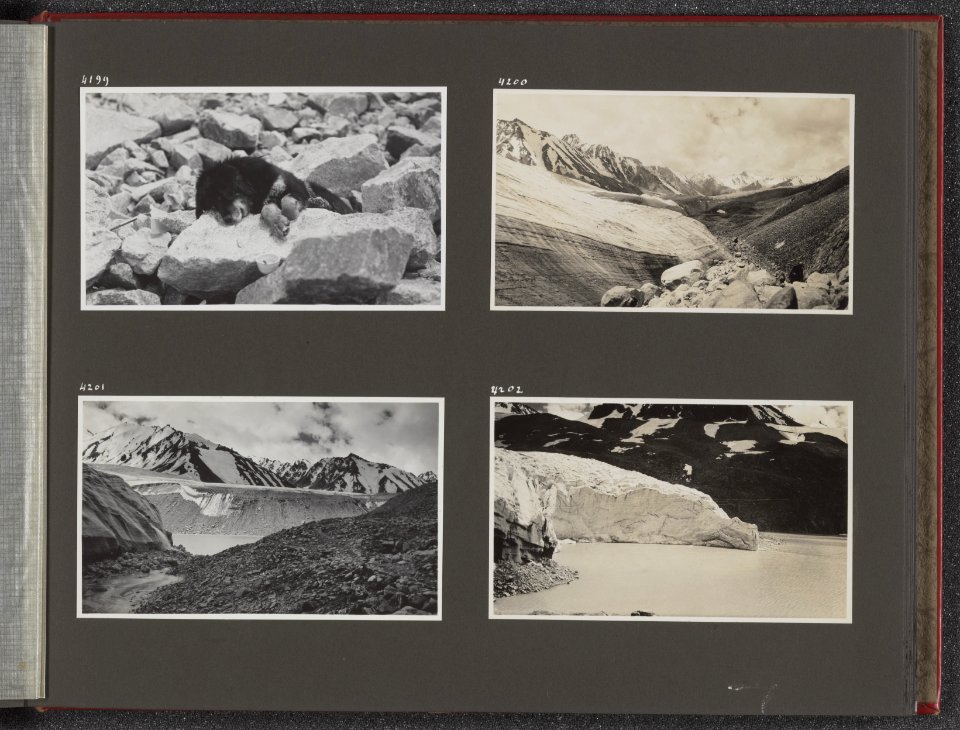 Albumblad met vier fotos. Linksboven de hond Jesser van Jenny Visser-Hooft , i, Bestanddeelnr 39 29