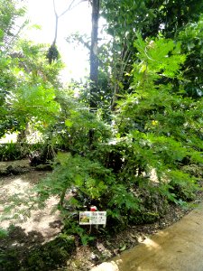 Albizia julibrissin - Sankyo Garden - DSC01164