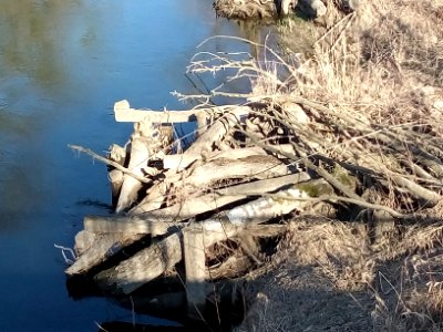 Albkanal, renaturierter Abschnitt, Detail Totholz