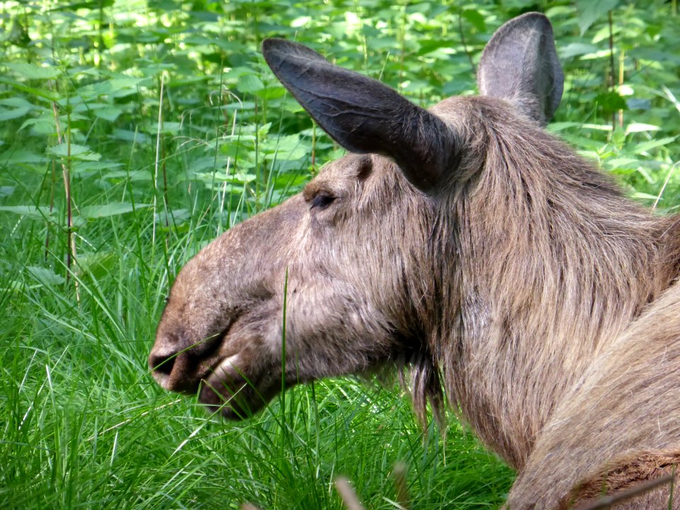 Alces-alces-Head-1