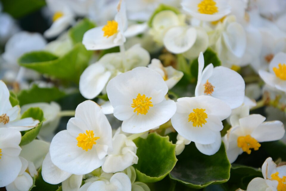 Green yellow white flowers