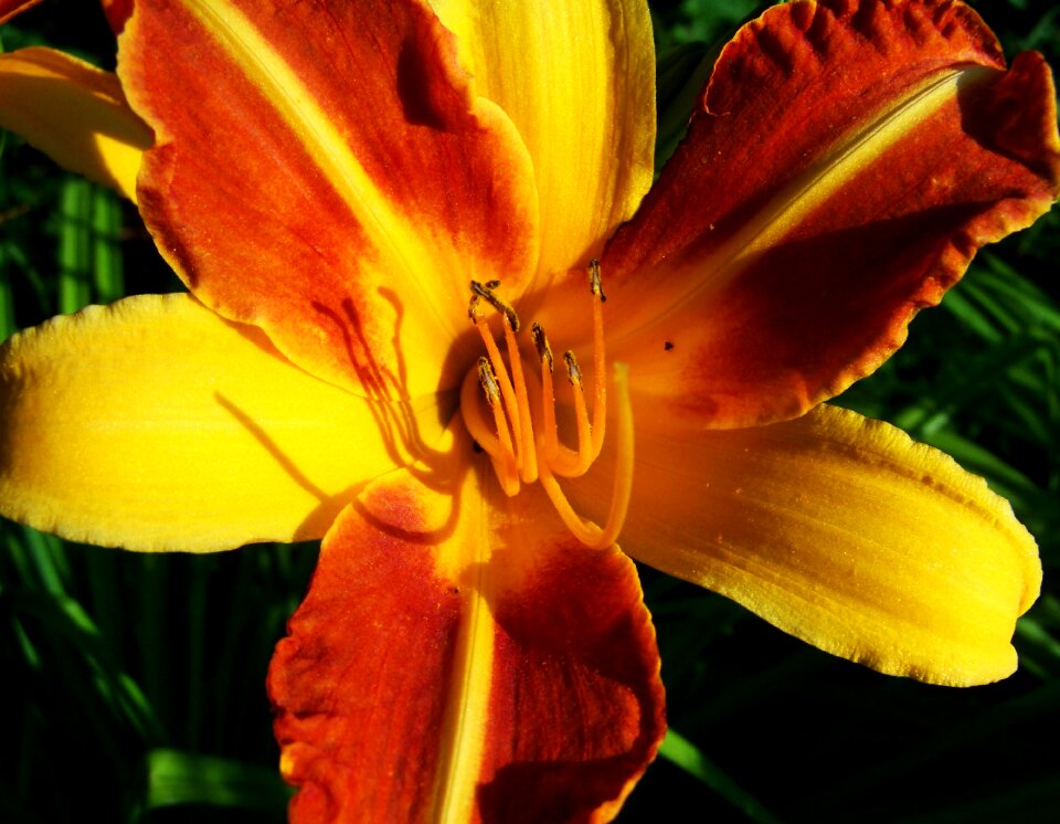 Daylily flower garden summer flower