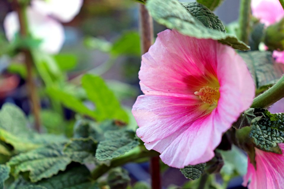 Alcea rosea -IMG 0266