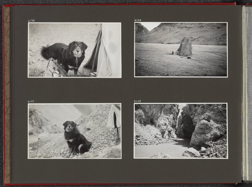 Albumblad met vier fotos. Linksboven de hond Jesser naast een tent. Rechtsbove, Bestanddeelnr 39 14