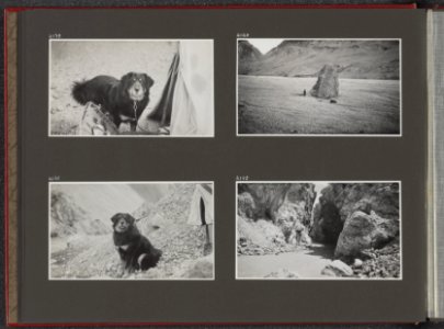 Albumblad met vier fotos. Linksboven de hond Jesser naast een tent. Rechtsbove, Bestanddeelnr 39 14