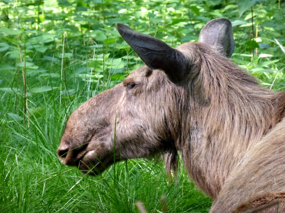 Alces-alces-Head-3