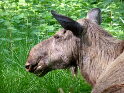 Alces-alces-Head-3