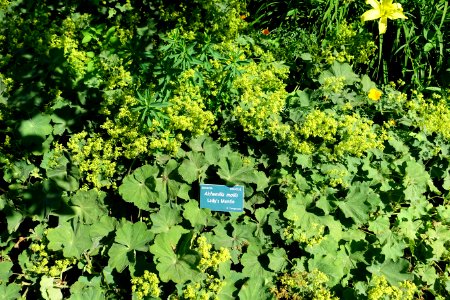 Alchemilla mollis - Coastal Maine Botanical Gardens - DSC03315