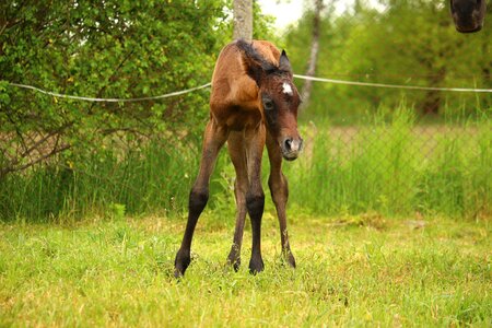 Suckling thoroughbred arabian pasture photo