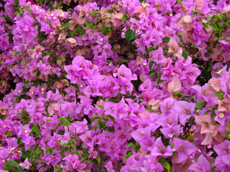 Pink flowers nature floral