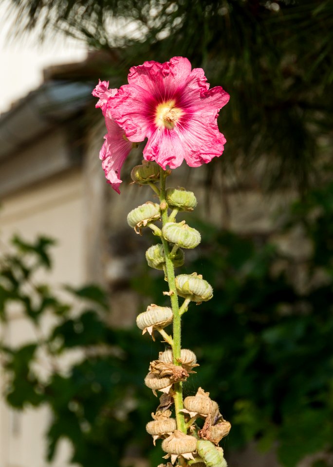 Alcea rosea, Marsilly, Charente-Maritime, august 2015