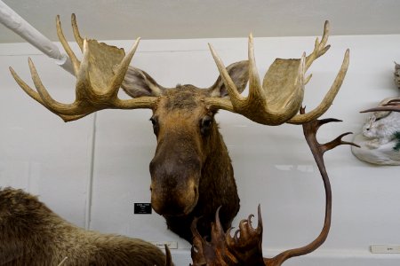 Alces alces gigas - Mount Angel Abbey Museum - Mount Angel Abbey - Mount Angel, Oregon - DSC00003
