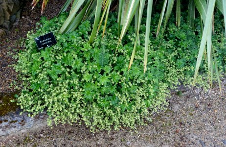 Alchemilla conjuncta - RHS Garden Harlow Carr - North Yorkshire, England - DSC01543