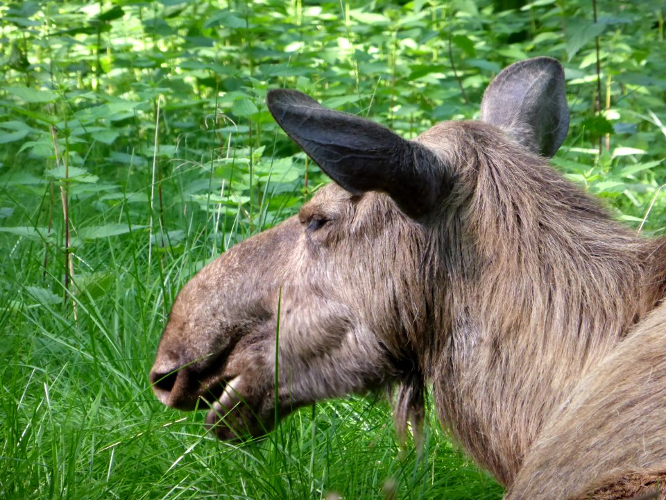 Alces-alces-Head-2