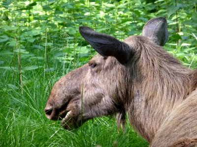 Alces-alces-Head-2