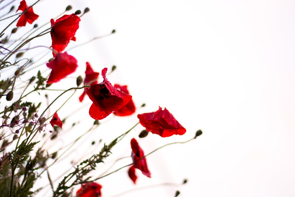 Flowers nature poppies