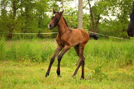 Brown mold thoroughbred arabian gallop
