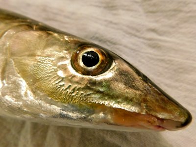 Albula vulpes head