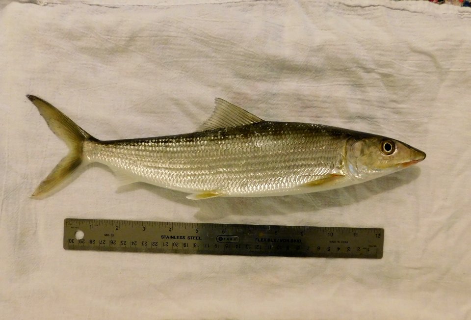 Albula vulpes form