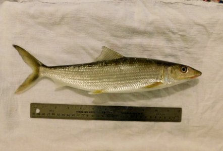 Albula vulpes form