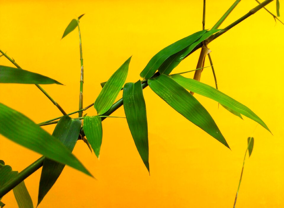 Plant green japanese