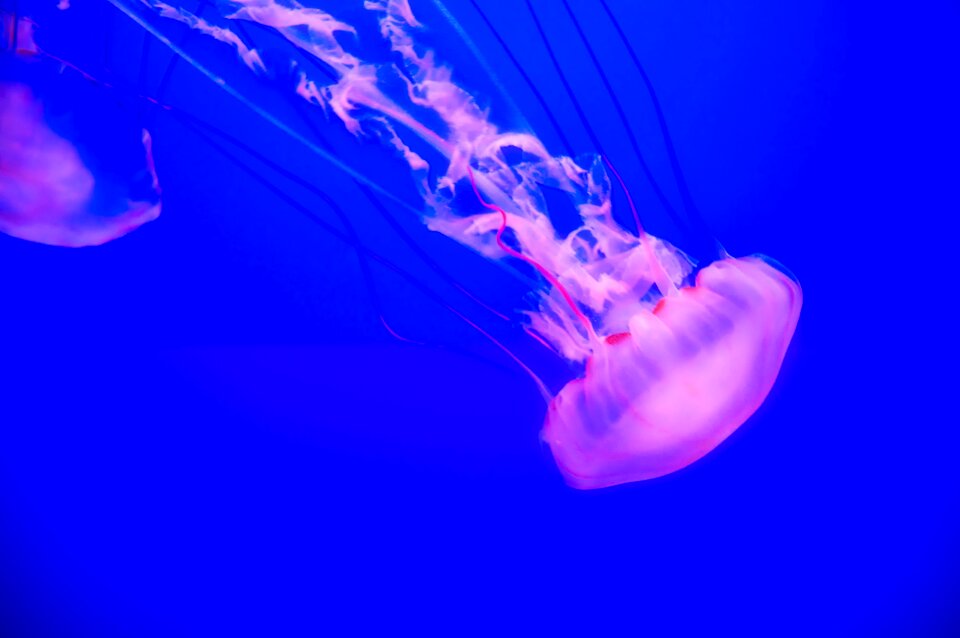 Sea ocean underwater