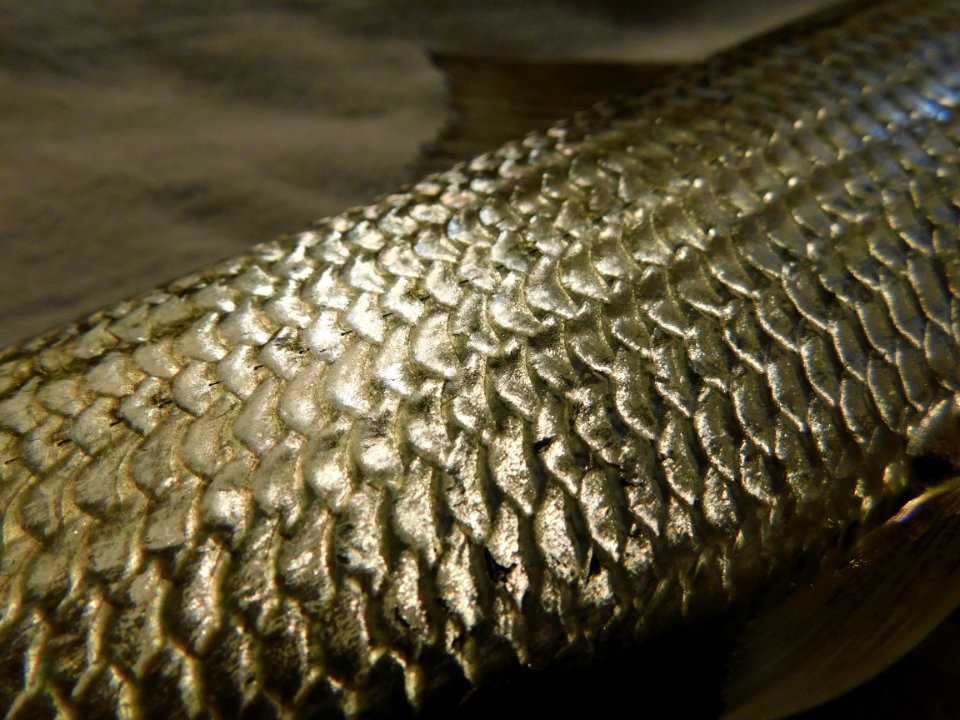 Albula vulpes scales