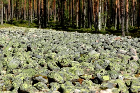 Ala-Korkiakangas Oulu 20150524 01