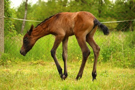 Brown mold thoroughbred arabian pasture